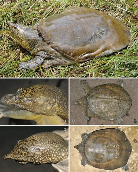Live Asian Softshell Turtles From Mainland Southeast Asia A Amyda Download Scientific