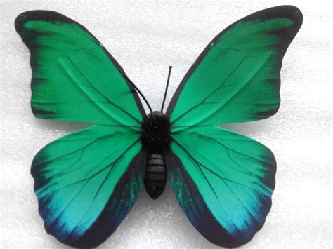 Green Morpho Butterfly Clip Art Library