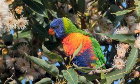 Rainbow Lorikeet Lyntons Images