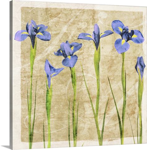 Antique Iris Wall Art Canvas Prints Framed Prints Wall Peels Great