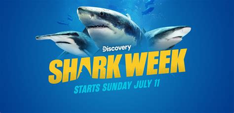 Shark Week 2021 Discovery The Lede