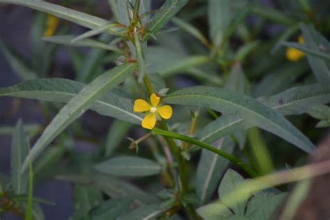 Ludwigia Peruviana L Hhara Weed Of Rice In Indonesia