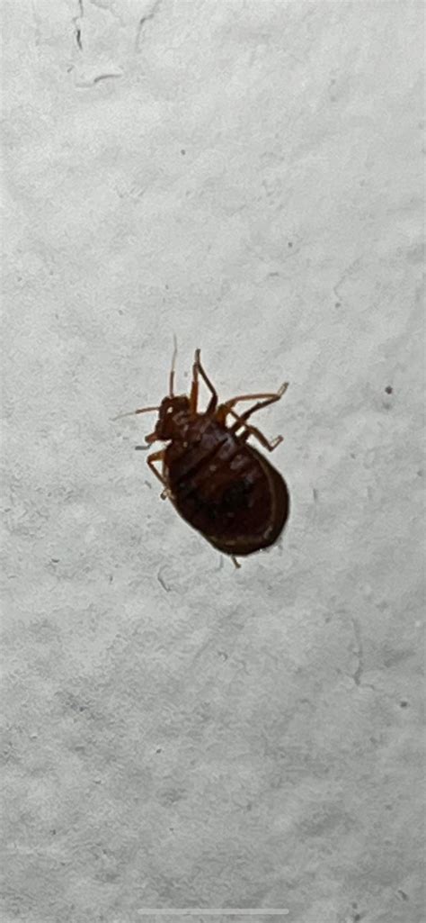 Help Is This A Dead Bed Bug Found On My Box Spring No Other Bugs