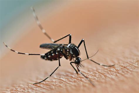Mosquitoes Resistant To All Types Of Dengue Virus Engineered