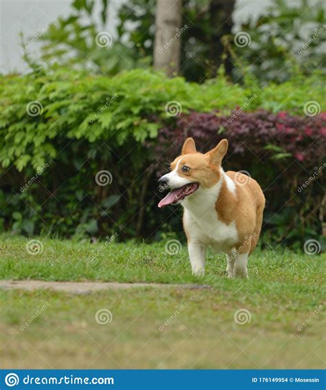 Hokkaido Dog Stock Photo Image Of Game Chatting Foot 176149954
