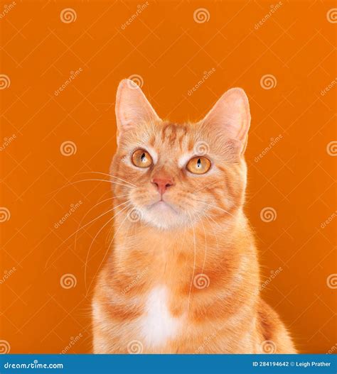 Beautiful Ginger Tabby Cat Staring Upwards On Orange Background Stock