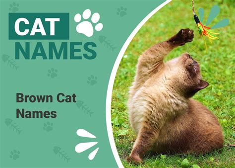 125 Brown Cat Names Fun And Cute Options For Your Cat Pet Keen