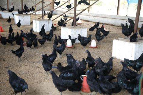 Natu Kodi Desi Aseel Kadaknath Chicks Eggs Hyderabad Toorpu