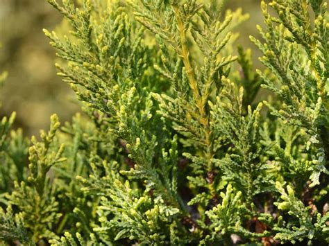 14 Fast Growing Evergreen Trees To Hide The Ugly House Behind You