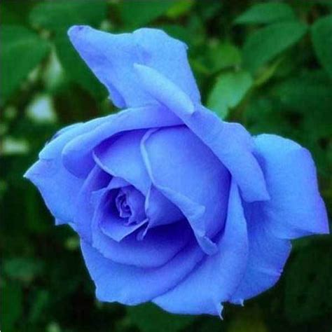 Flaxton 50 Pcs Blue Rose Bluelover Flower Seeds Diy Home Garden Dec