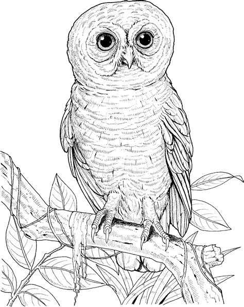 Coloring Pages Trees With Owl Coloring Pages