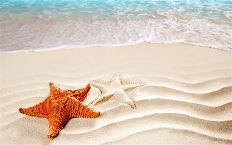 Starfish Backgrounds ·① Wallpapertag
