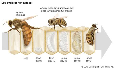 How Do Bees Reproduce Lets Find Out One Honey Bee