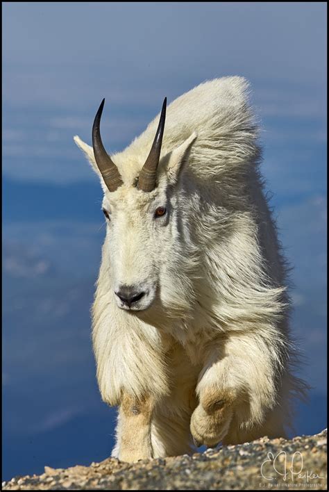 Mountain Goats Are Funny