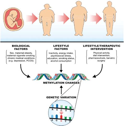 Figure 1 From The Importance Of Gene Environment Interactions In Human