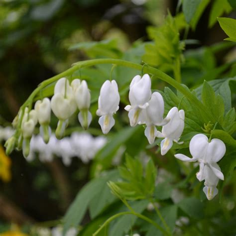 White Bleeding Heart Dicentra Spectabilis Alba Monticello Shop