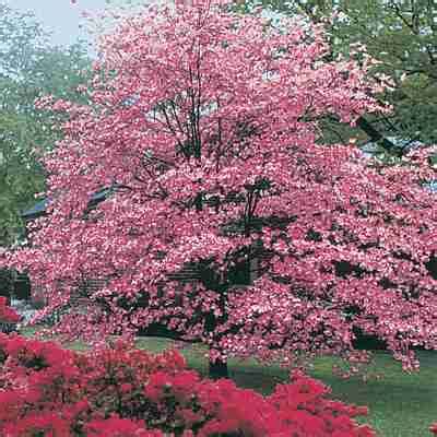 The major veins extend all the way. Buy Trees and Shrubs Online For Less