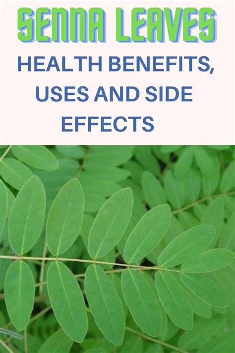 Medical Senna Leaves Health Benefits Uses And Side Effects Epic Natural Health
