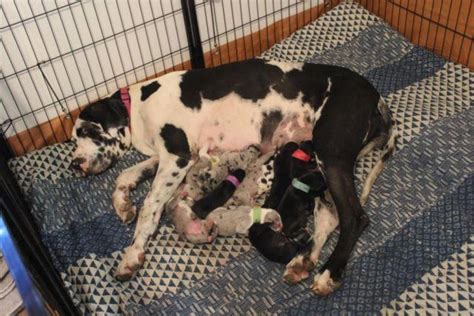 1,493 likes · 3 were here. AKC Great Dane Puppies!!! for Sale in Colorado Springs ...