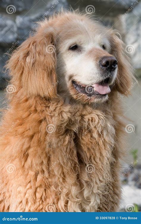 Old Curly Golden Retriever Royalty Free Stock Photos Image 33097828
