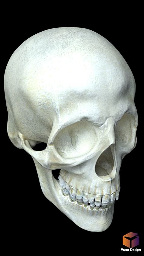 Human Skull 3d Model Human Cgtrader