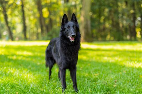 Meet Belgiums Native Dog Breeds 2022