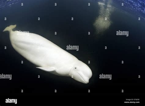 Beluga Whale Or White Whale Delphinapterus Leucas White Sea Karelia Arctic Russian