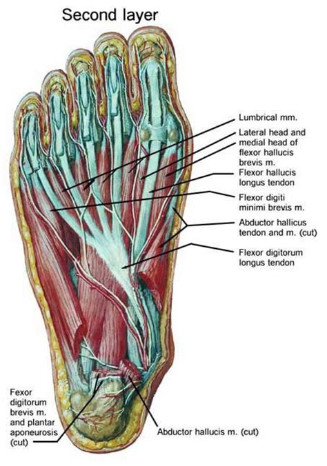 Ligaments and tendons of … category: Foot Tendons And Ligaments Diagram - Human Anatomy Body