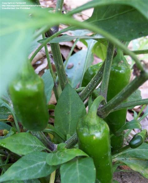 Check spelling or type a new query. PlantFiles Pictures: Capsicum, Hot Pepper, Jalapeno Pepper ...