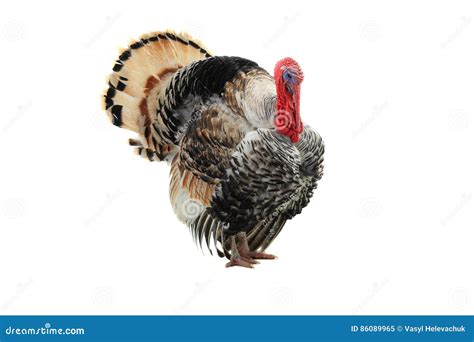 Turkey Cock Stock Image Image Of Bird Tail Grey Isolated 86089965