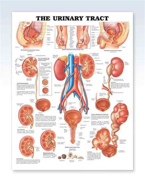 Urinary Tract Exam Room Anatomy Poster Clinicalposters