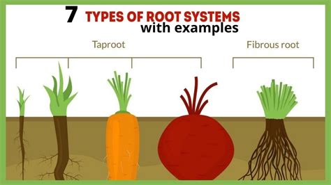 Root Types 7 Types Of Root System With Examples Different Kinds Of