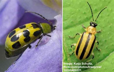 Cucumber Beetles Striped And Spotted Identification Damage And