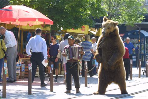 Bears No Longer Dance In South Eastern Europe But Captivity And