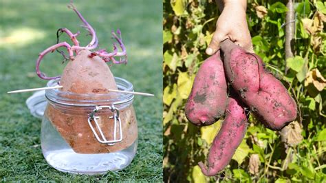 How Do You Grow Sweet Potato Vines From Tubers