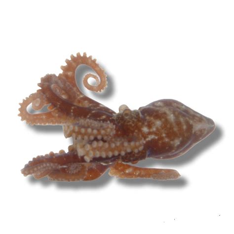 Pygmy Octopus For Sale Fascinating And Intelligent Marine Aquarium