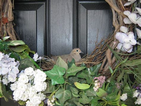 Dove Nesting On My Front Door Dove Nest White Wings Doves Front
