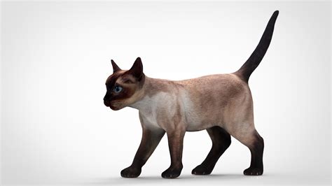 210 3d cat models available for download. REALISTIC CAT 3D model | CGTrader