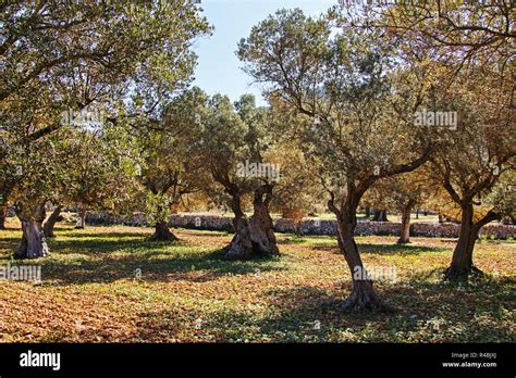 Olive Trees Stock Photo Alamy