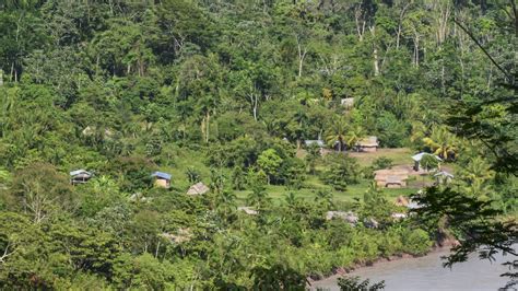 Rainforest Dispatches From Earths Most Vital Frontlines Cool Earth