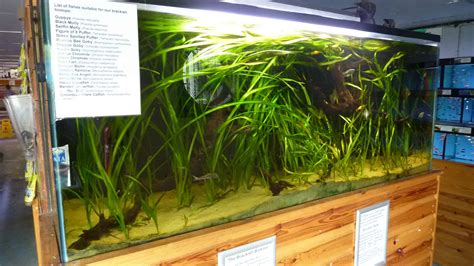 Southampton Maidenhead Aquatics Fish Store Review Tropical Fish Site