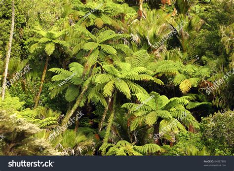Relict Silver Fern Forest Of New Zealand Stock Photo 64857805
