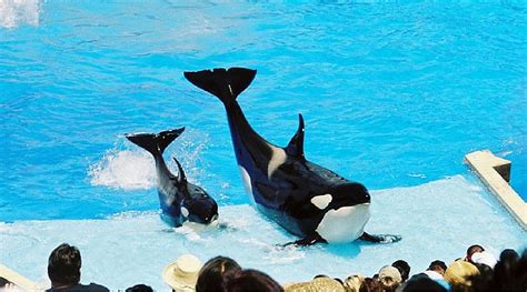 Seaworld Offically Ends Orca Breeding Program