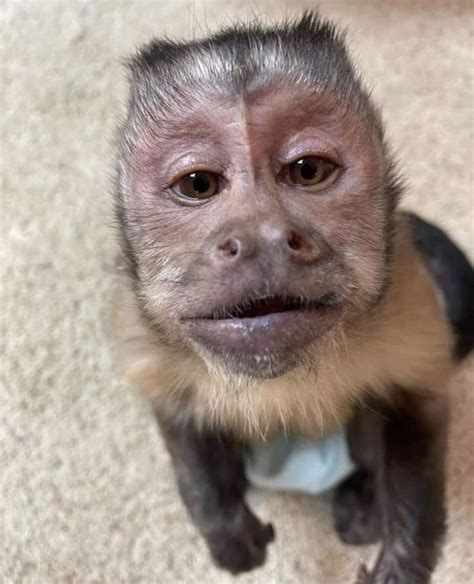 George Pet Monkey Monkey Pictures Funny Monkey Pictures