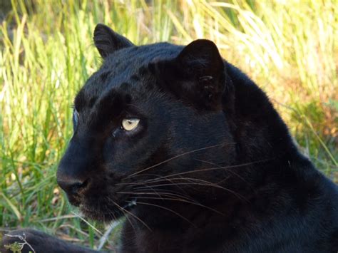 Jackson, and directed by nature film maker alaster fothergill (blue planet 2001) about two different cat families living on the savannah of africa, initially released on earth day 2011 the film was one of the highest grossing documentary. Panthera Africa Big Cat Sanctuary | Holiday Houses South ...