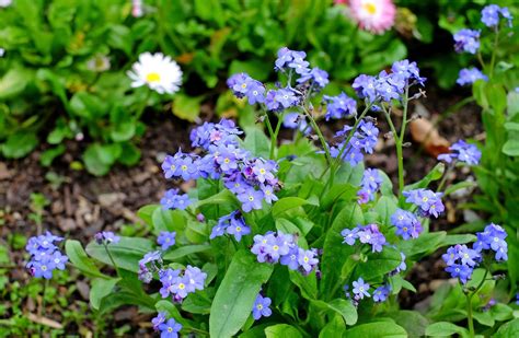 Forget Me Notflowerbloombluenature Free Image From