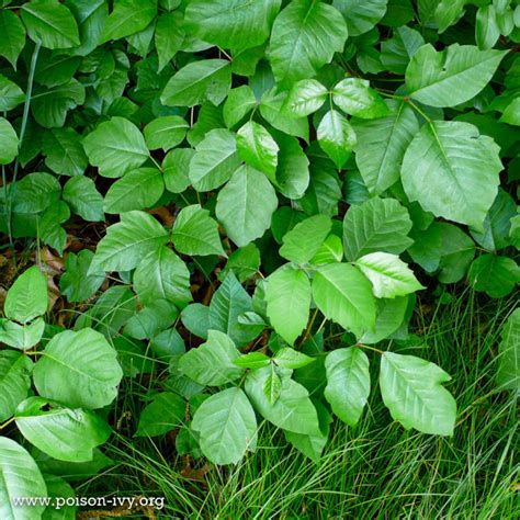 How To Identify Poison Ivy And Treatments Dr Maral Skelsey