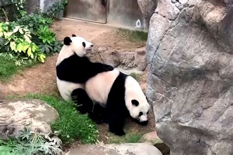 Giant Pandas Mate Under Coronavirus Lockdown Ending 10 Year Dry Spell