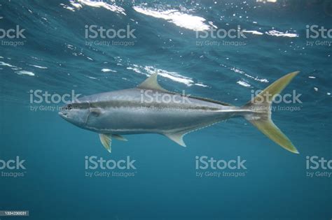 Yellowtail Kingfish Or Kingfish Or Yellowtail Amberjack Seriola Lalandi