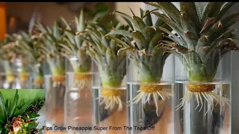 Tips Grow Pineapple Super From The Tops Off Youtube